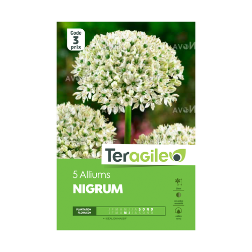 BULBES D'ALLIUMS 'NIGRUM' - TERAGILE® - X5