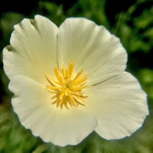Pavot de Californie blanc | Graines de Fleurs Bio et Reproductibles
