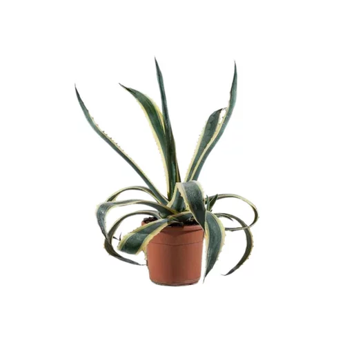 Le choix jardin：Agave Americana Marginata (Agave Américain Panaché) 40/50 en pot de 9 L jaune