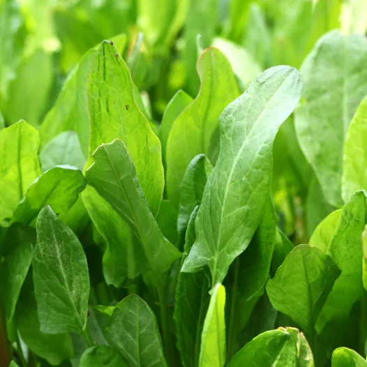 Gewone zuring zaden bio | Aromatische kruidenzaden