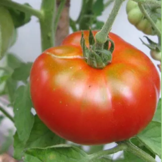 Tomate Triomphe de Liège | Semences bio et reproductibles