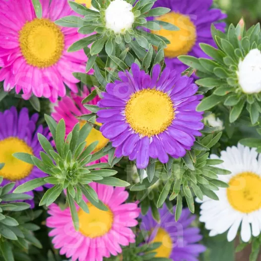 Zomeraster dubbele bloem bio – Snijbloem