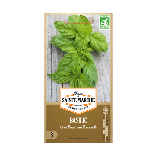 GRAINES BASILIC GEANT MONSTRUEUX MAMMOUTH BIO