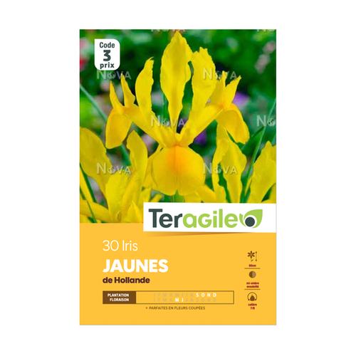 BULBES D'IRIS 'JAUNES' DE HOLLANDE - TERAGILE® - X30