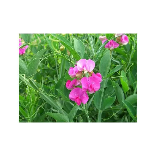 Pois vivace | Semences de Fleurs