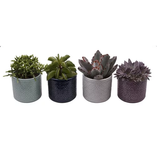 Solution utile：Succulente. La plante et son cache pot en céramique de 6 cm