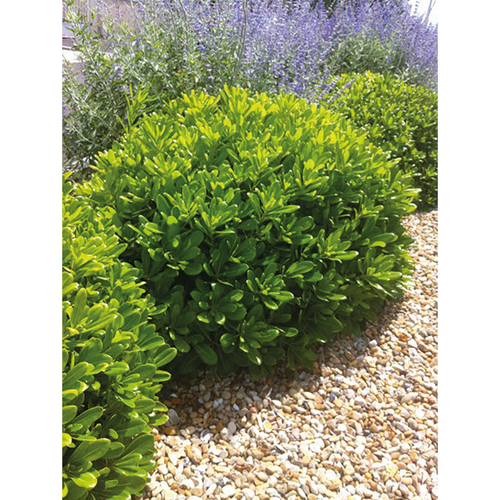 PITTOSPORUM TOBIRA 'NANA' 3L - H30/40CM