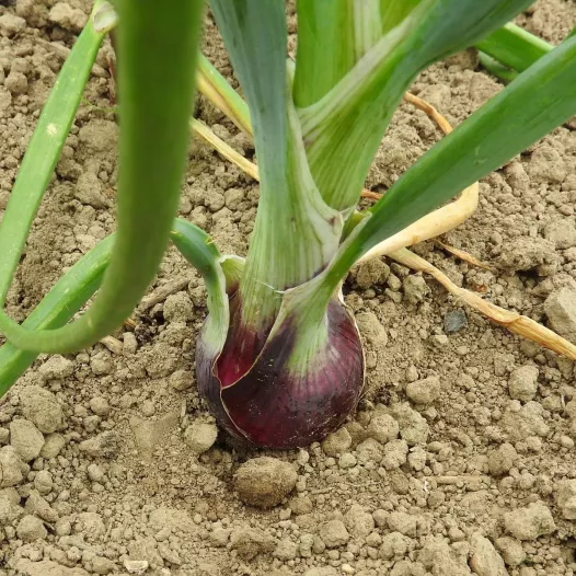 Bio zaden van Ajuin Rouge de Huy