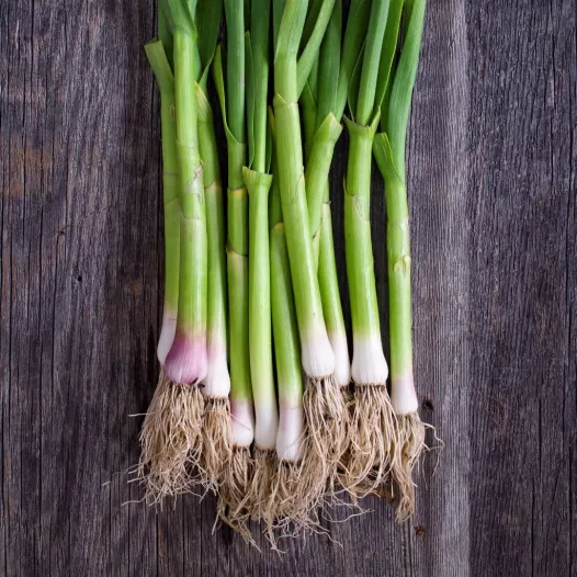 Poireau d'hiver de Malines bio - Botte de 25 plants à repiquer
