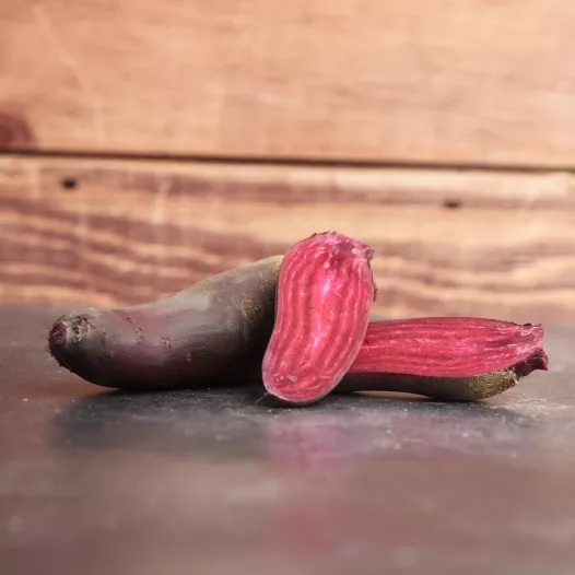 Betterave rouge Cylindra | Semences bio et reproductibles