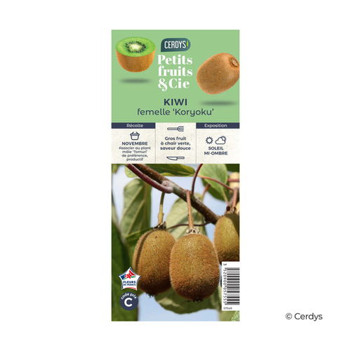 KIWI 'KORYOKU' (FEMELLE) - POT DE 1,5L
