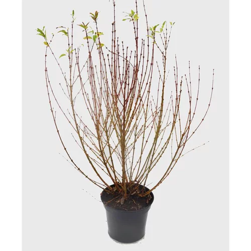 Style pour le jardin：Forsythia Intermedia Weekend jaune. Le pot de 10 litres