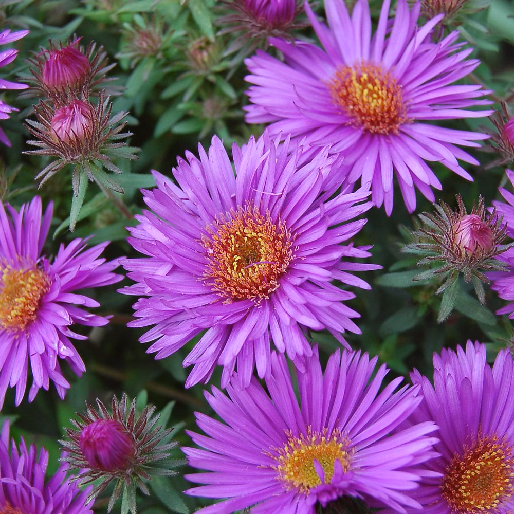 6 x Aster de la Nouvelle-Angleterre 'Purple Dôme' – Aster novae-angliae 'Purple Dome', godet 9cm x 9cm