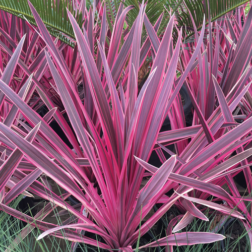 CORDYLINE AUSTRALIS CHARLIE BOY® - POT DE 3L