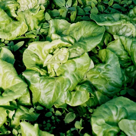 Biologische zaden van Kropsla (4 seizoenen-) Appia