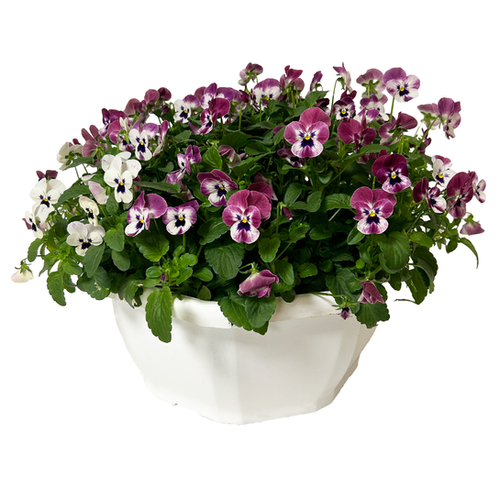 CORUNUTA EN COUPE - ∅35CM