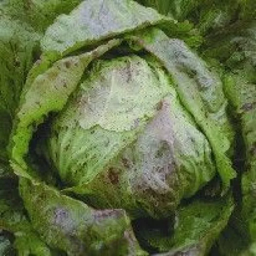 Biologische zaden van Chicorée Radicchio Piave Medio