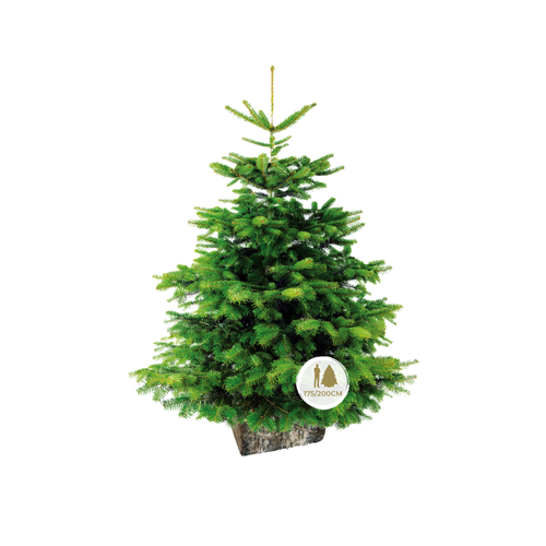 SAPIN ABIES NORDMANN COUPÉ AVEC BÛCHE - 175/200CM