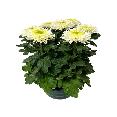 CHRYSANTHÈME DAHLIA COUPE - 25CM