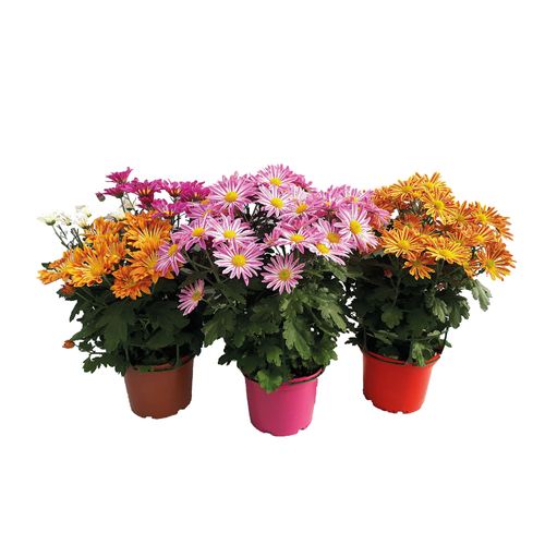 CHRYSANTHÈME FLEURS SAUVAGES POT DE 3L