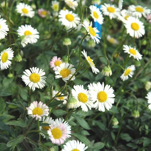 À avoir pour l’extérieur：Erigeron Karvinskianus (blanc) - Le pot de 1 litre