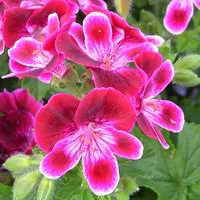 Jardin & nature：Géranium pensée à grandes fleurs - Le pot de 1 litre