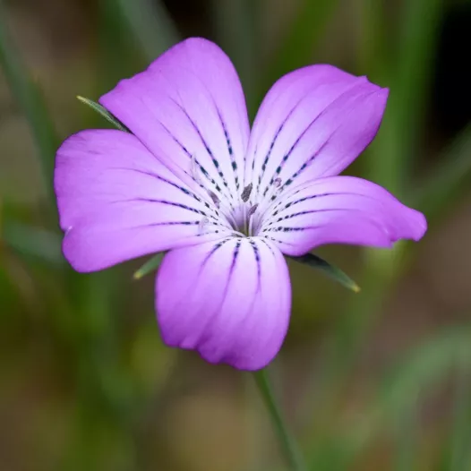 Bolderik | Biologische en zaadvaste bloemenzaden