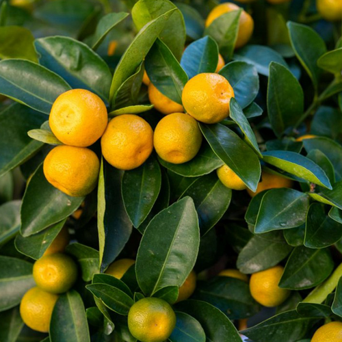 CITRONNIER CALAMONDIN (CITRUS MITIS) - POT DE 5L - 1/4 TIGE