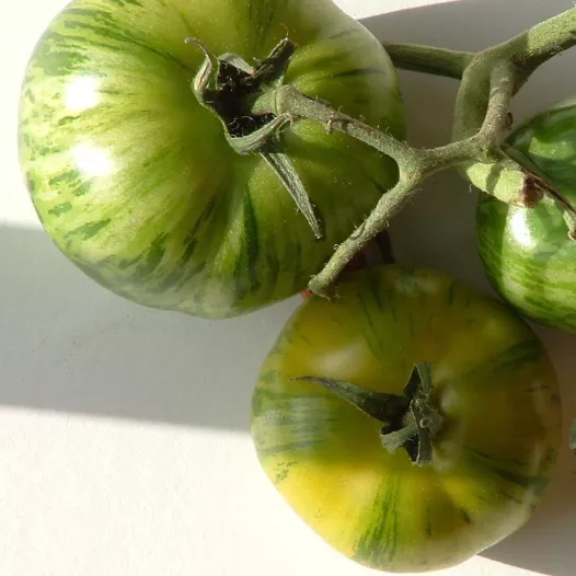Tomate Green Zebra | Graines bio et reproductibles