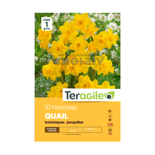 BULBES DE NARCISSES 'QUAIL' BOTANIQUES - JONQUILLES - TERAGILE® - X10