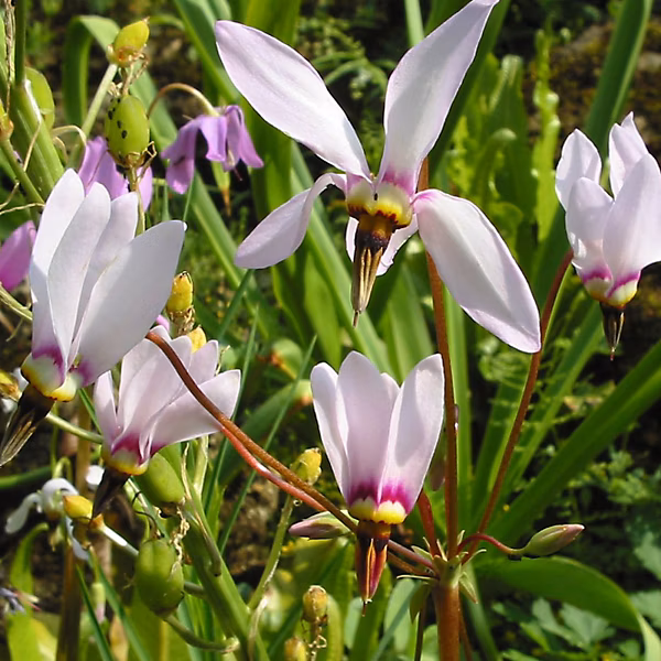 6 x Gyroselle de Virginie – Dodecatheon meadia, godet 9cm x 9cm