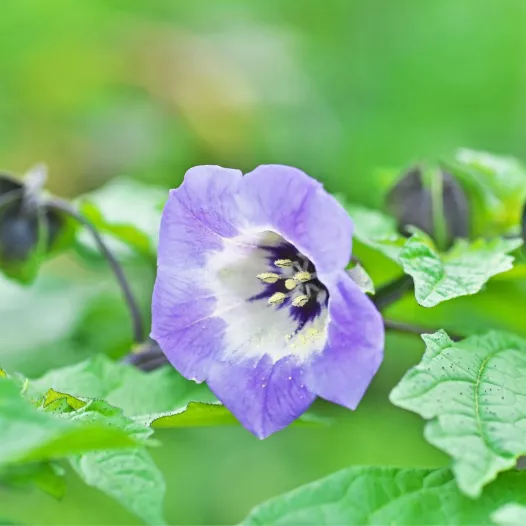 Nicandra | Graines bio et reproductibles