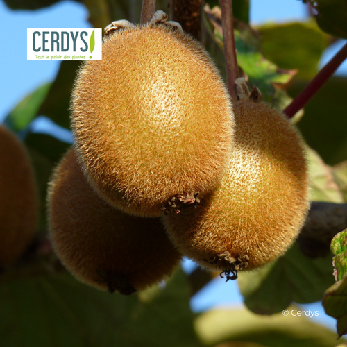 KIWI 'HAYWARD' (FEMELLE) - POT DE 1,5L