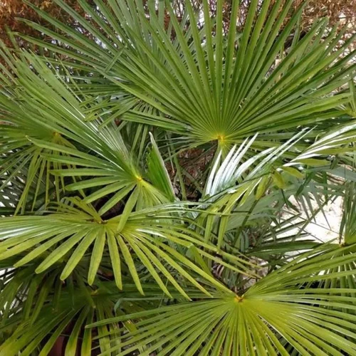 Jardin déco：Palmier chanvre (Trachycarpus Fortunei). Le pot de 5 litres