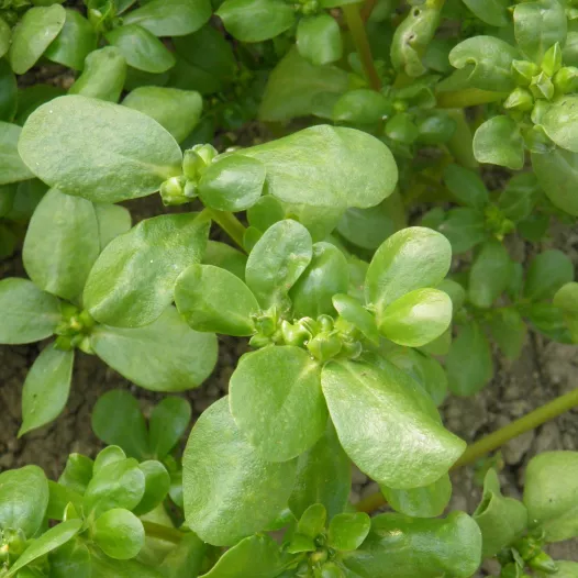 Biologische zaden van zomer-Postelein goud