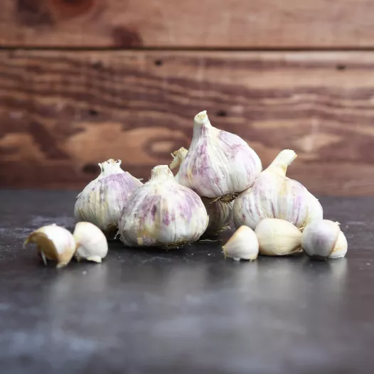 Plant bio d'ail d'automne violet Germidour - 1 tête