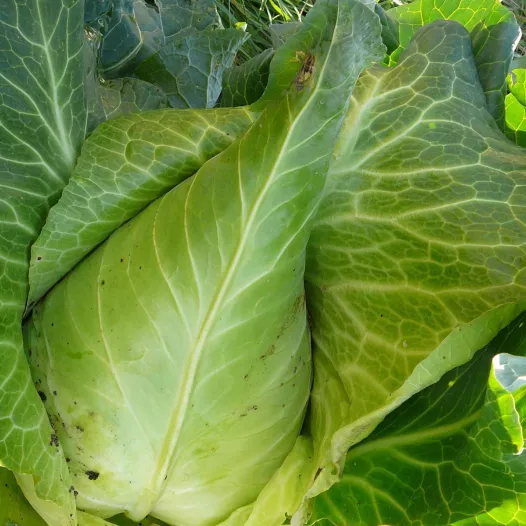 Semences bio de Chou cabus blanc Filderkraut