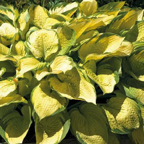 L’essentiel pour le jardin：Hosta Golden - Le pot de 9 x 9 cm