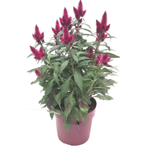 Une touche pratique au jardin：Célosie Venezuela Caracas - Le pot de 19 cm