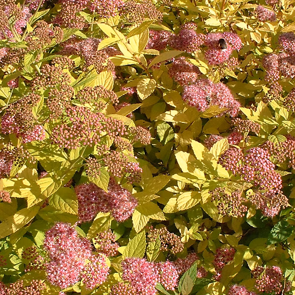 2 x Spirée Japonaise 'Goldflame' – Spiraea japonica 'Goldflame', 25-30 cm pot