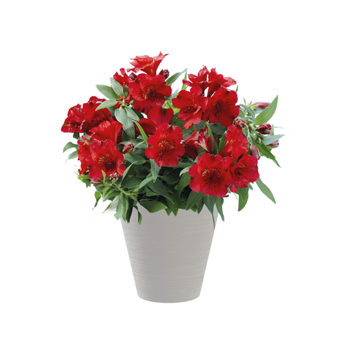 ALSTROEMÈRES - POT ∅19CM