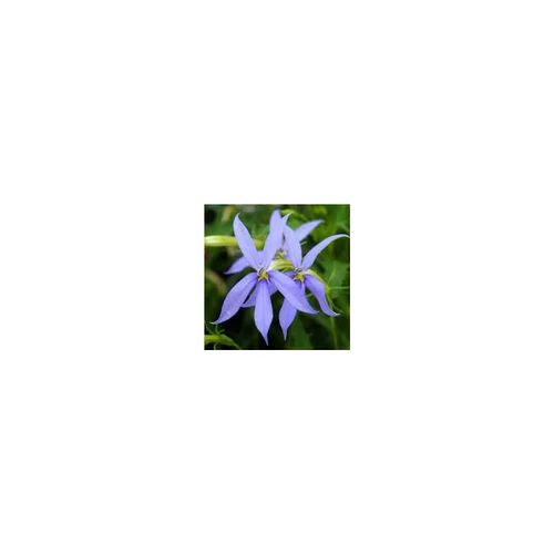 Choix nature：Isotoma - Le pot de 1 litre