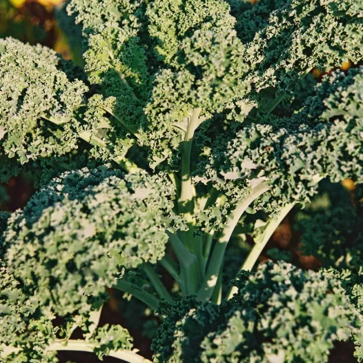 Chou Kale Grand vert du Nord | Semences bio et reproductibles