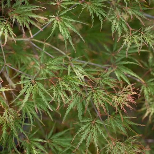 Jardin & maison：Érable du Japon (Acer Palmatum) Inaba-Shidare. Le pot de 160 litres