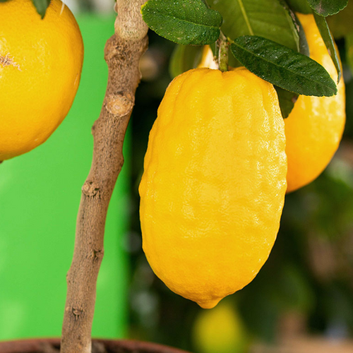 CÉDRATIER DIAMANT (CITRUS MEDICA) - POT DE 5L - 1/4 TIGE