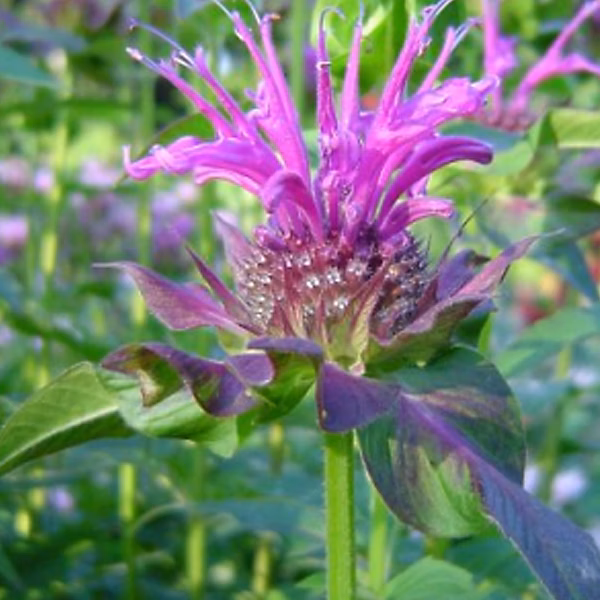 6 x Monarde 'Scorpion' – Monarda 'Scorpion', godet 9cm x 9cm