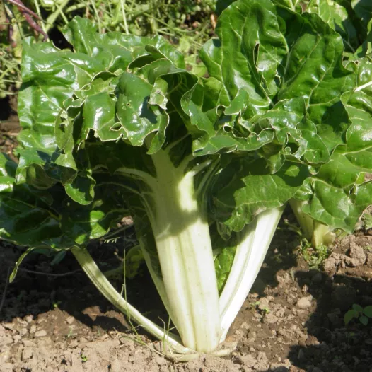 Graines bio de Côte de bette verte à cardes blanches