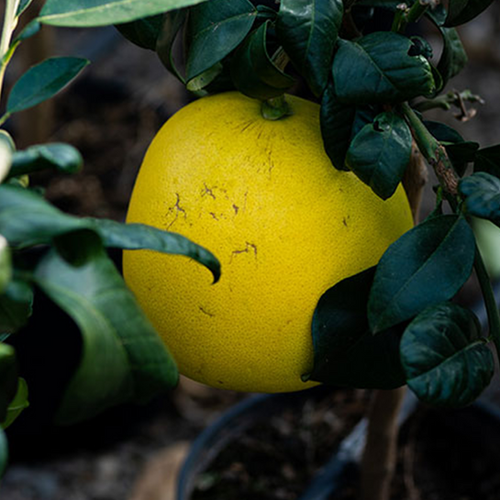 PAMPLEMOUSSE JAUNE (CITRUS PARADISI) - POT DE 5L - 1/4 TIGE
