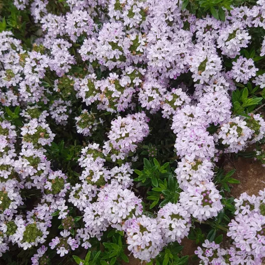 Thym Serpolet | Semences bio et reproductibles