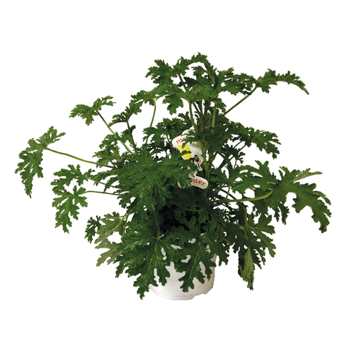 GÉRANIUM CITRONNELLE - Ø14CM